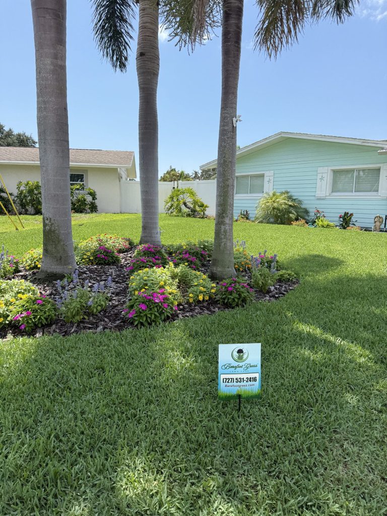 What to Expect from Your St. Augustine Lawn in March 